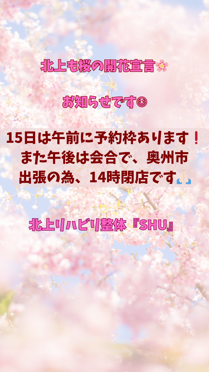北上市も本日桜の開花宣言🌸
