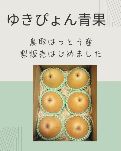 鳥取産梨販売はじめました