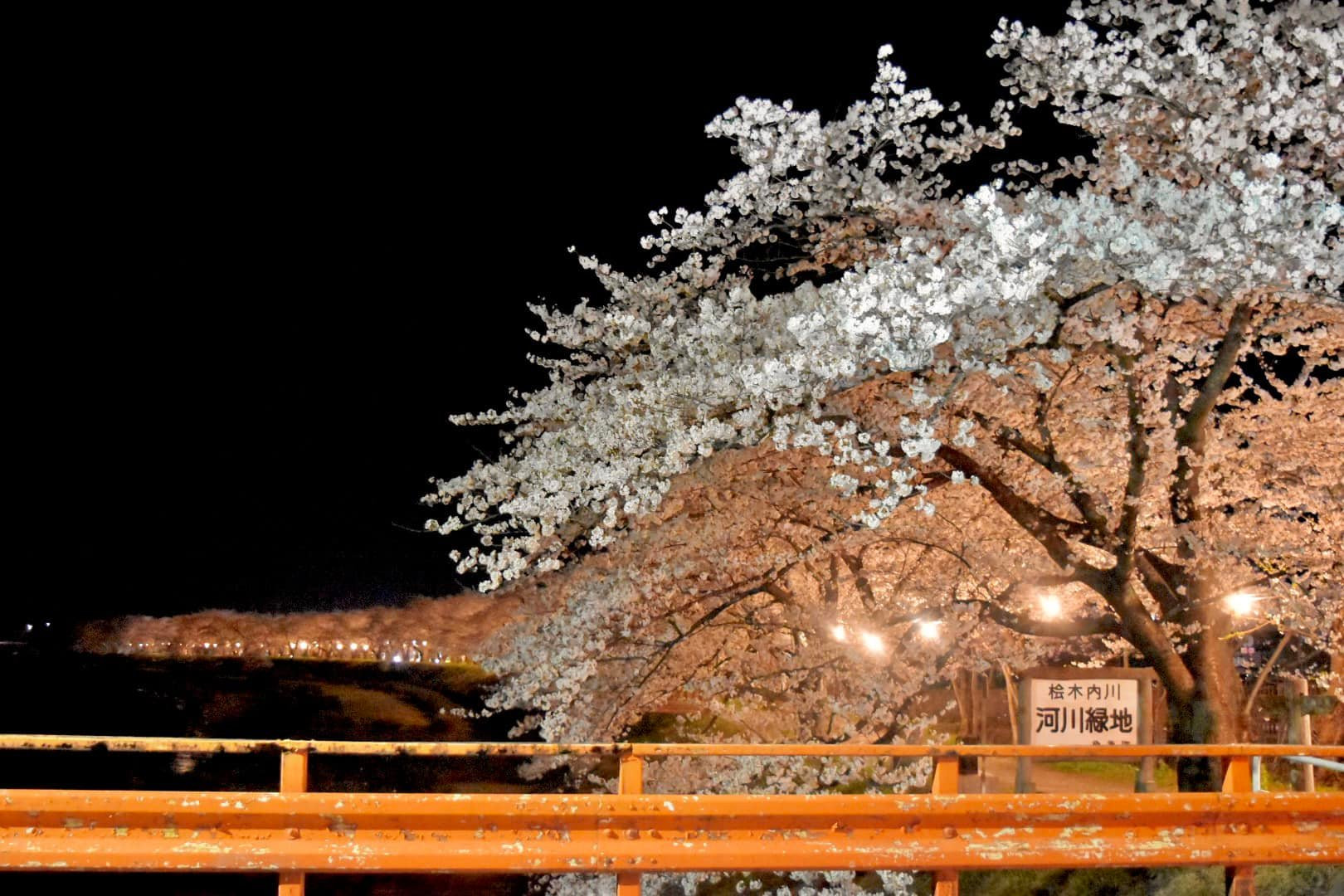桧内川堤の桜