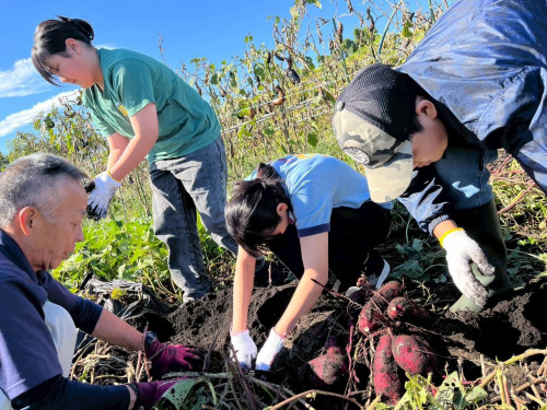 芋ほり体験！　ピーマンやなすの収穫もしました。