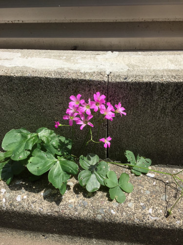 ホームページ開設をしました