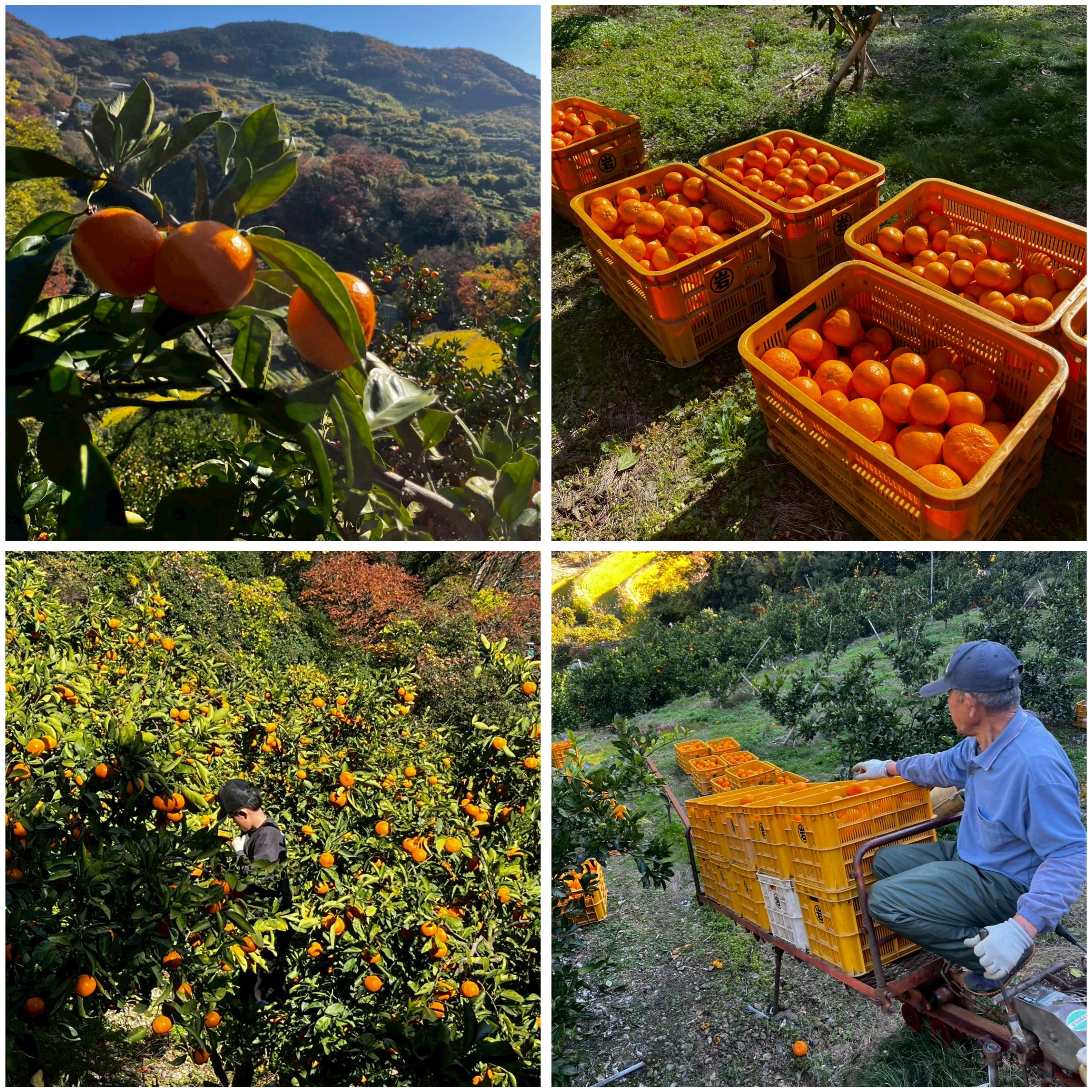 今年もみかん採りに行ってきました🍊