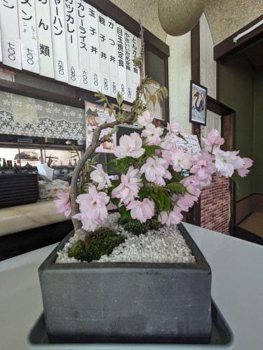 高田食堂の桜盆栽が満開です