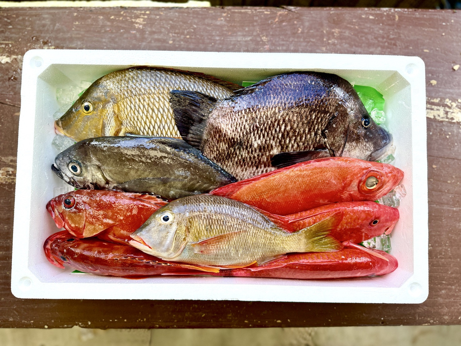 旬のお魚　全国の漁師さんから直送！！