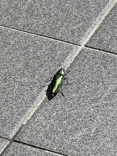 IMG_6781.jpeg