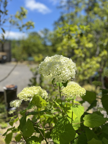 IMG_0777.jpeg