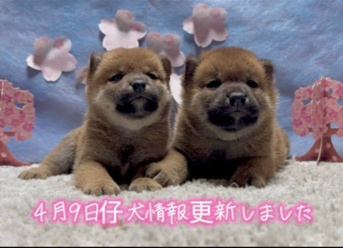 ダウンロード (8).jpg