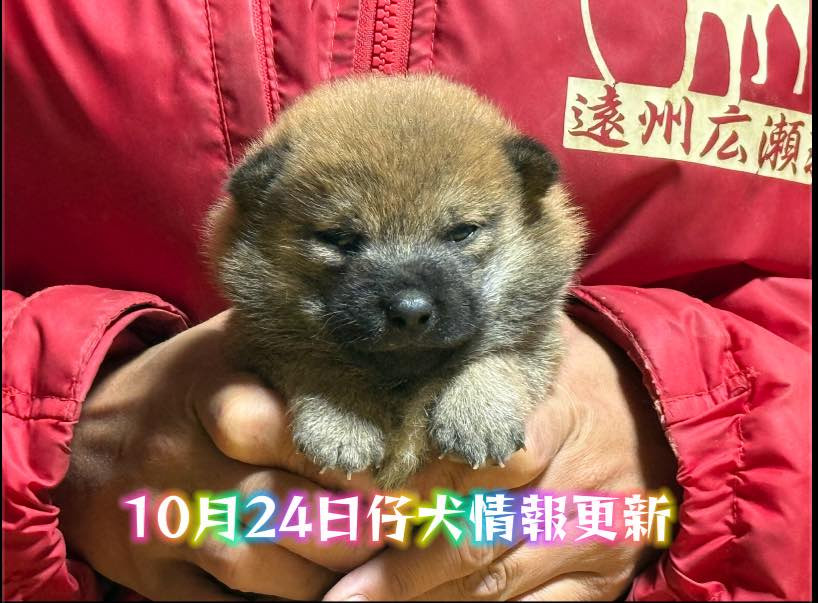 豆柴男の子更新