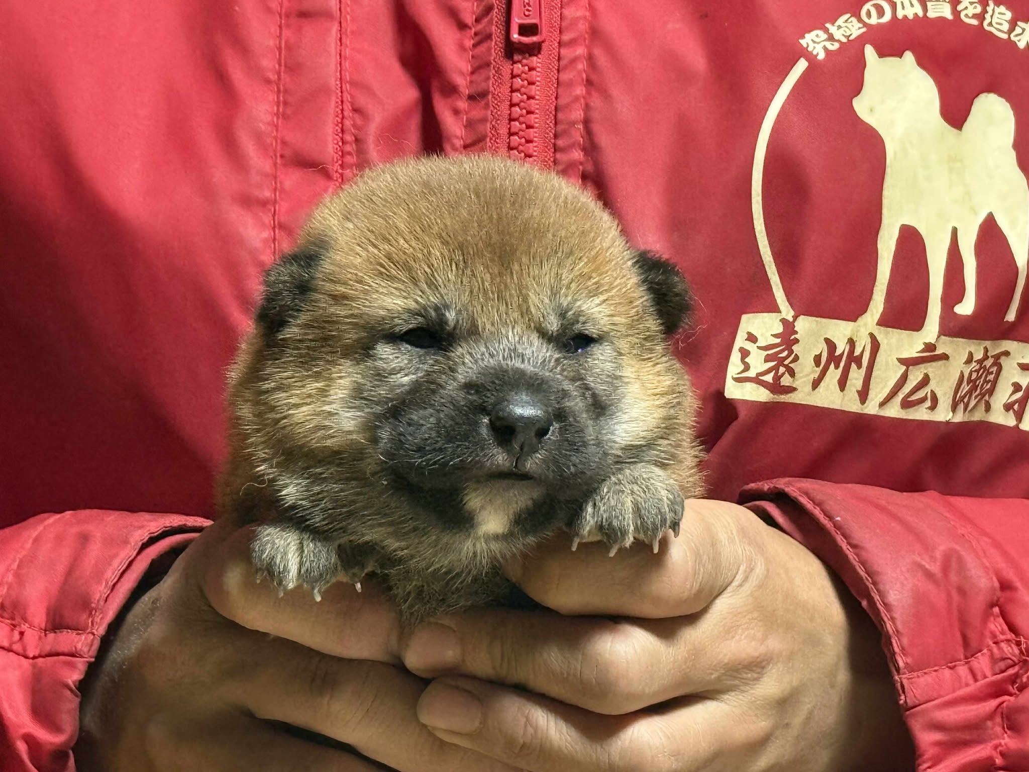 Tel080-6987-4148 - 柴犬＆豆柴ブリーダー 遠州広瀬荘千葉県富津