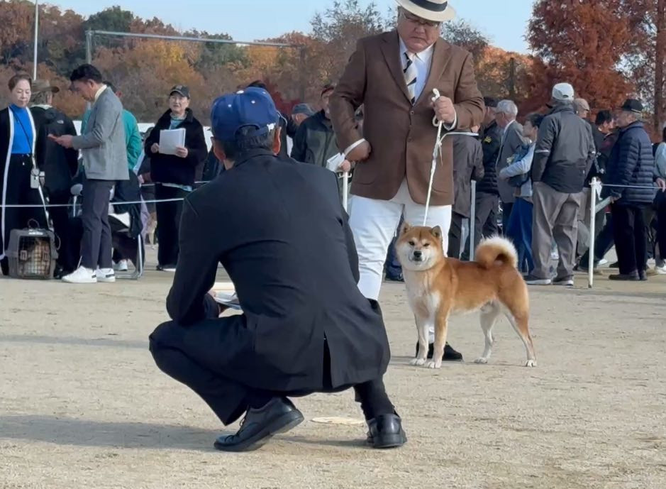 第120回日本犬保存会本部展報告