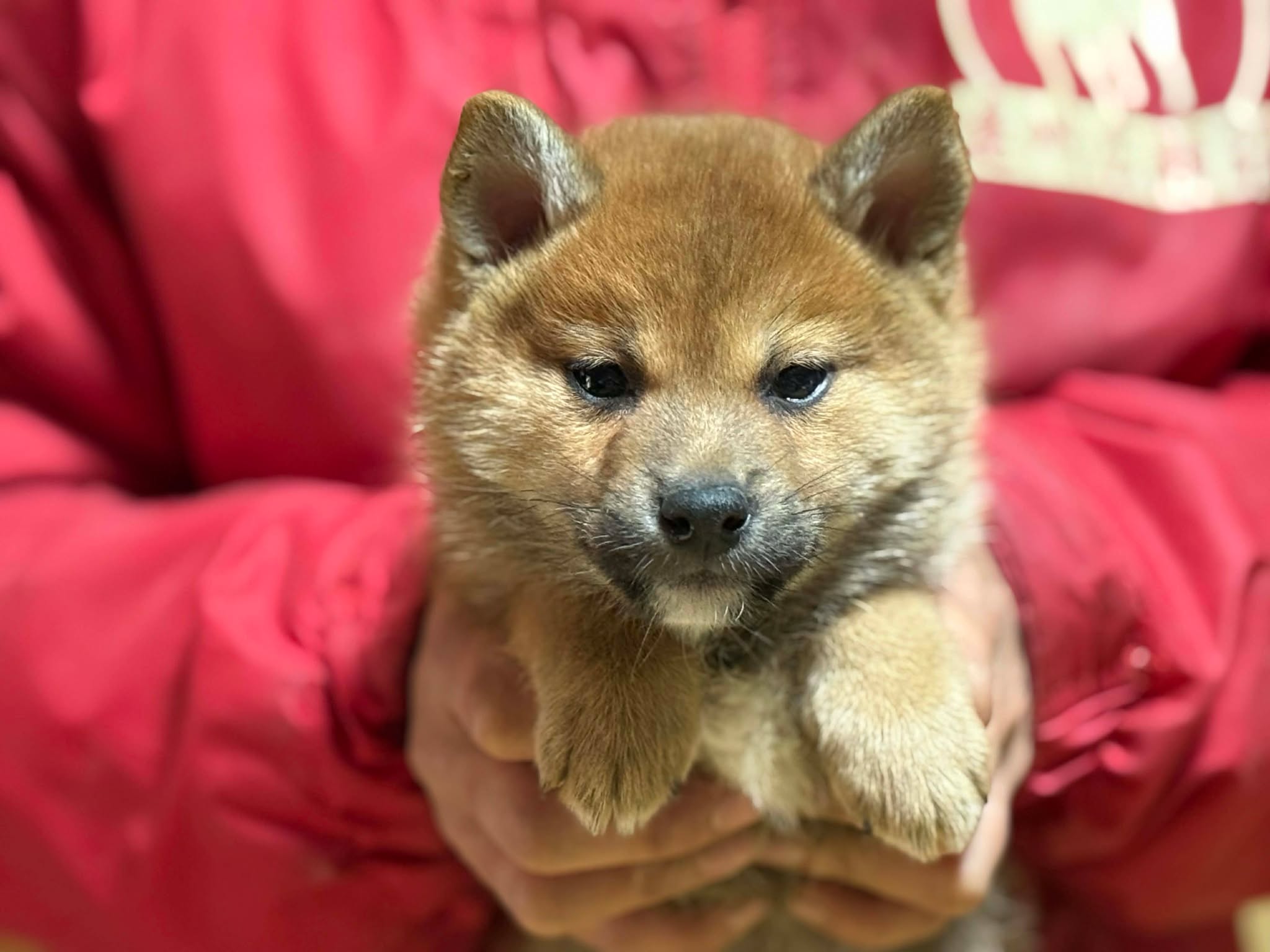 Tel080-6987-4148 - 柴犬＆豆柴ブリーダー 遠州広瀬荘千葉県富津