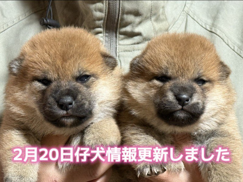 仔犬情報更新しました