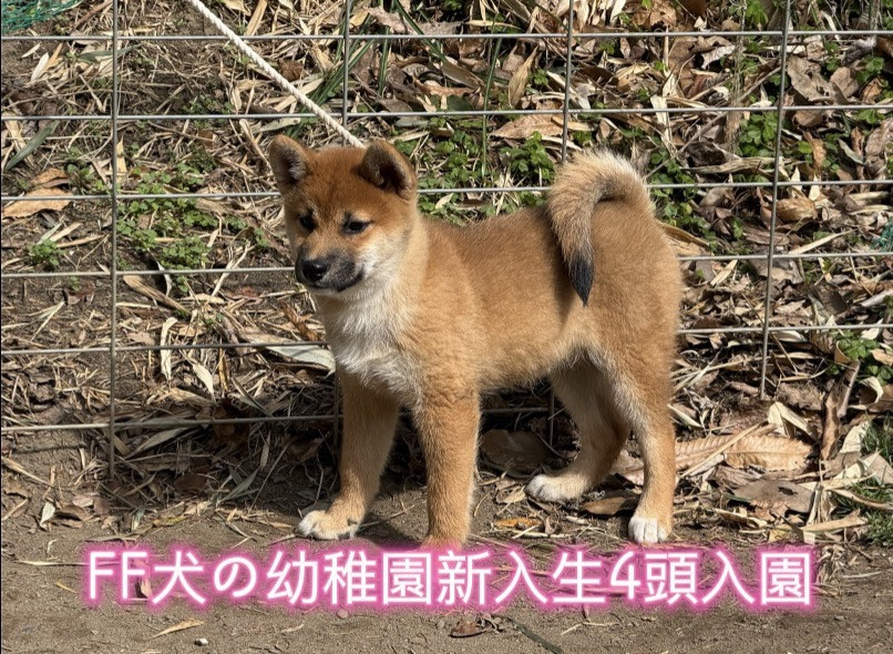 FF付属幼稚園メンバー更新