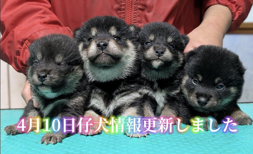 仔犬情報更新しました