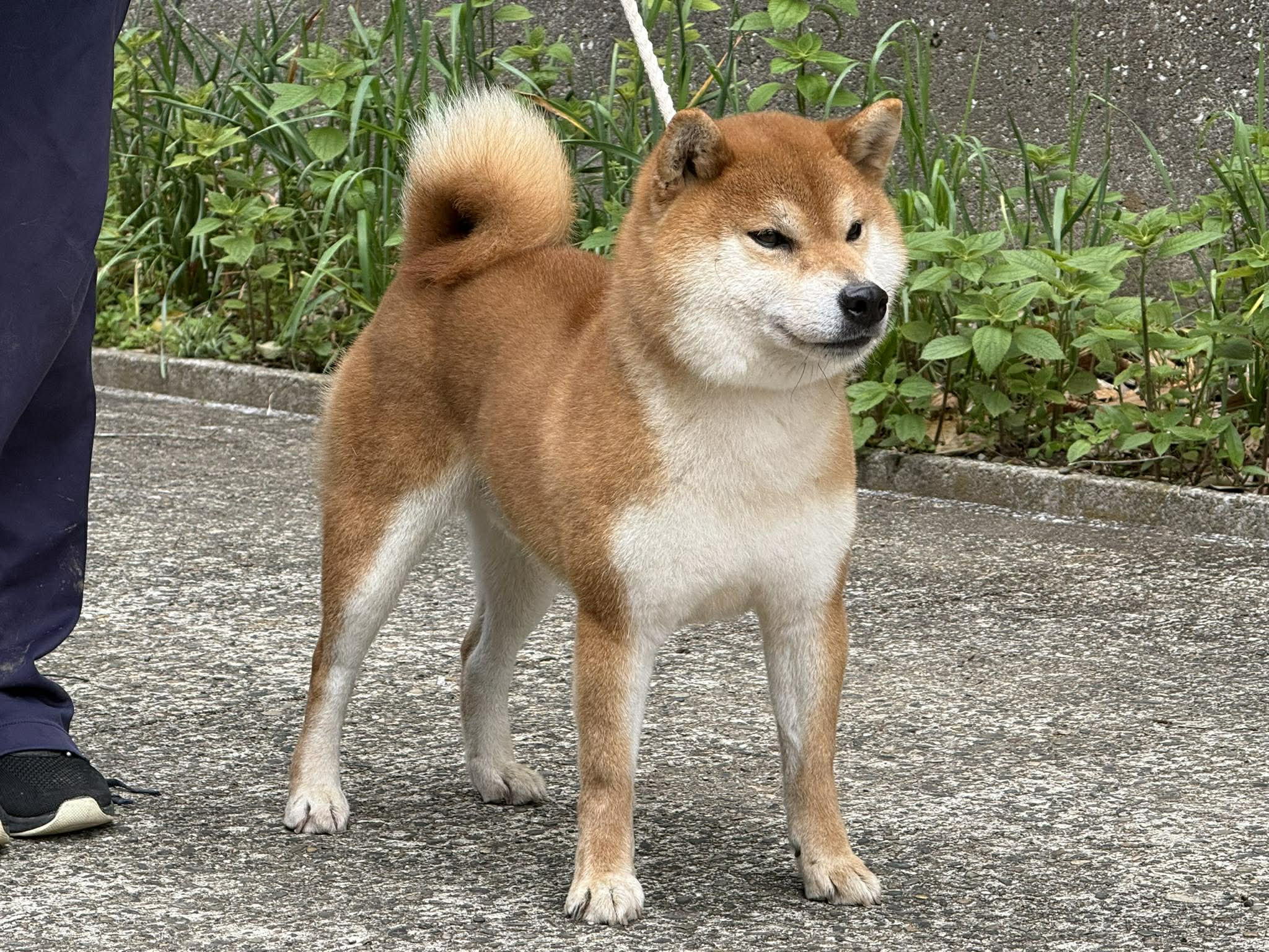 日保春季関東連合展報告