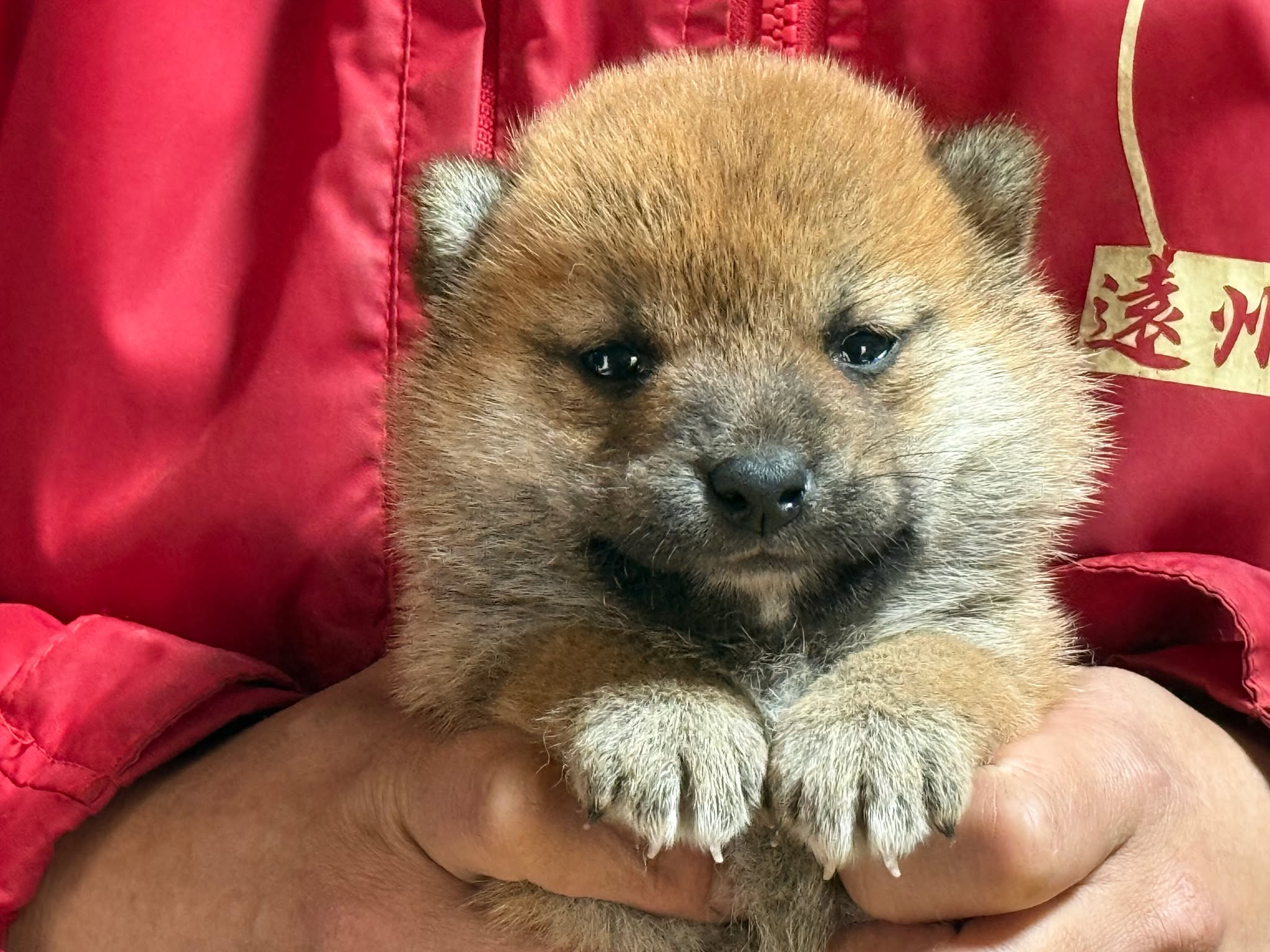 Tel080-6987-4148 - 柴犬＆豆柴ブリーダー 遠州広瀬荘千葉県富津