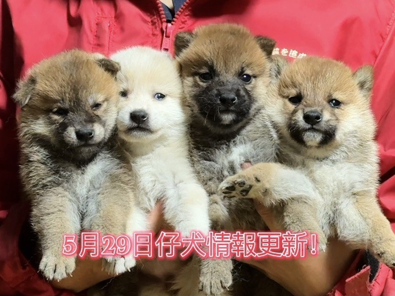 仔犬情報更新しました
