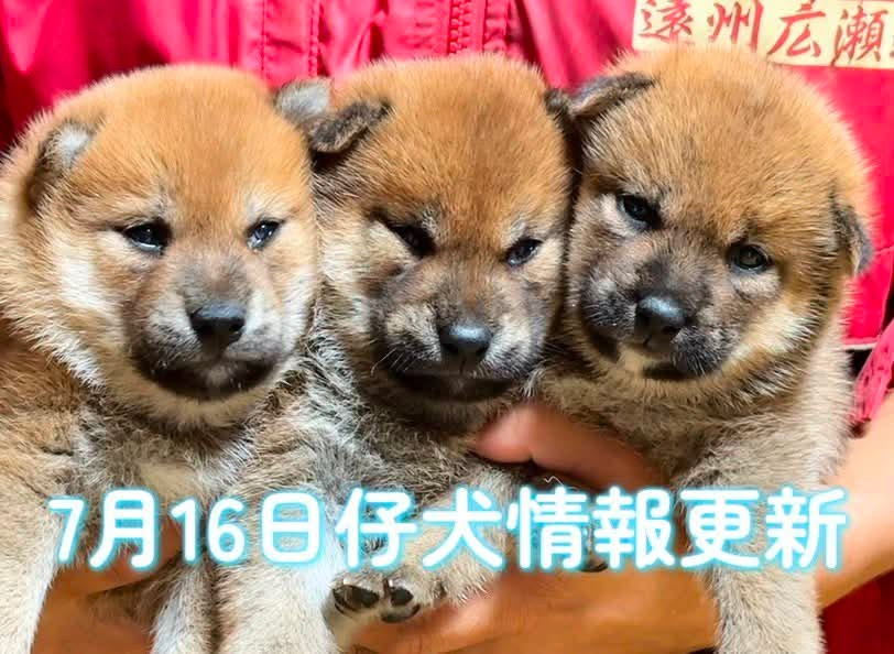 仔犬情報更新しました