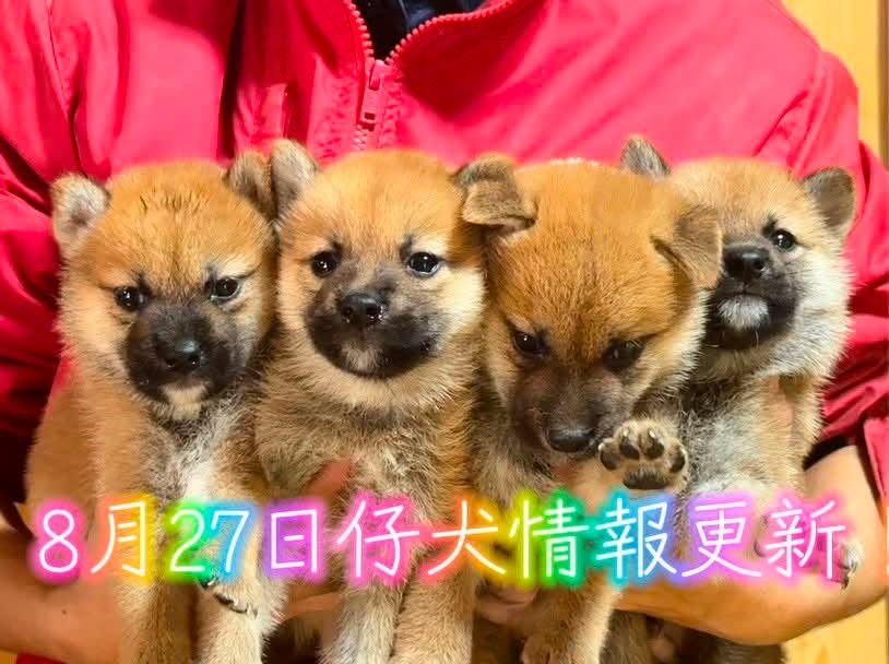 仔犬情報更新しました
