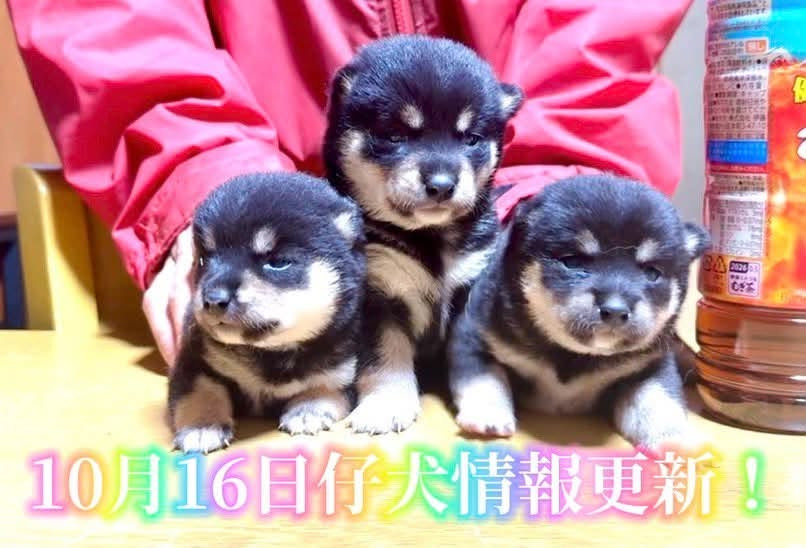 仔犬情報更新しました
