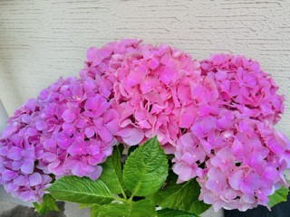 初の鉢植え