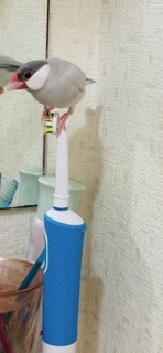 歯ブラシと雪ちゃん