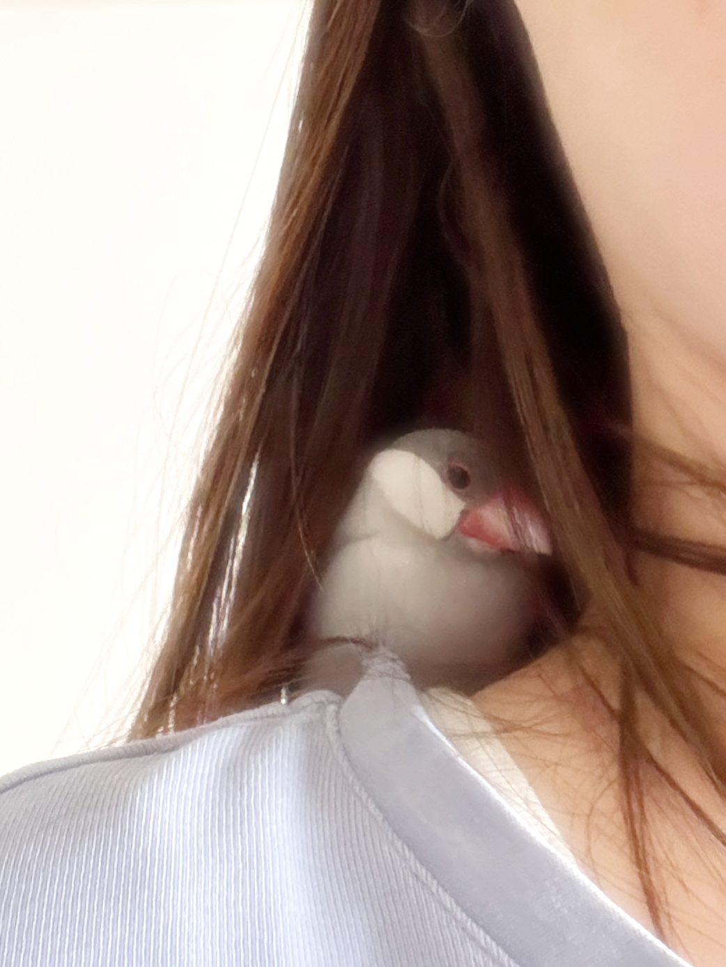 甘えた雪ちゃん