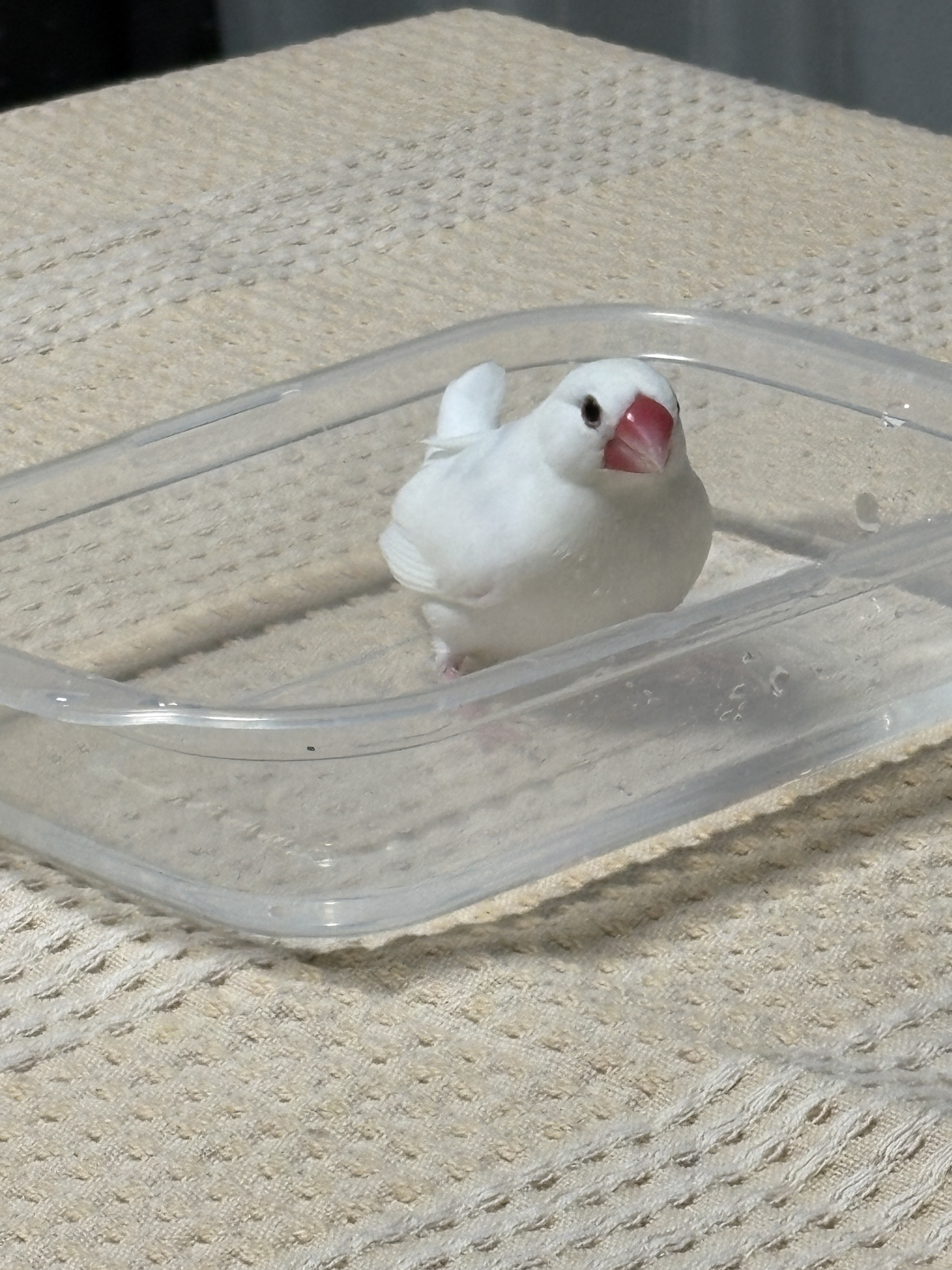 水浴びハクちゃん