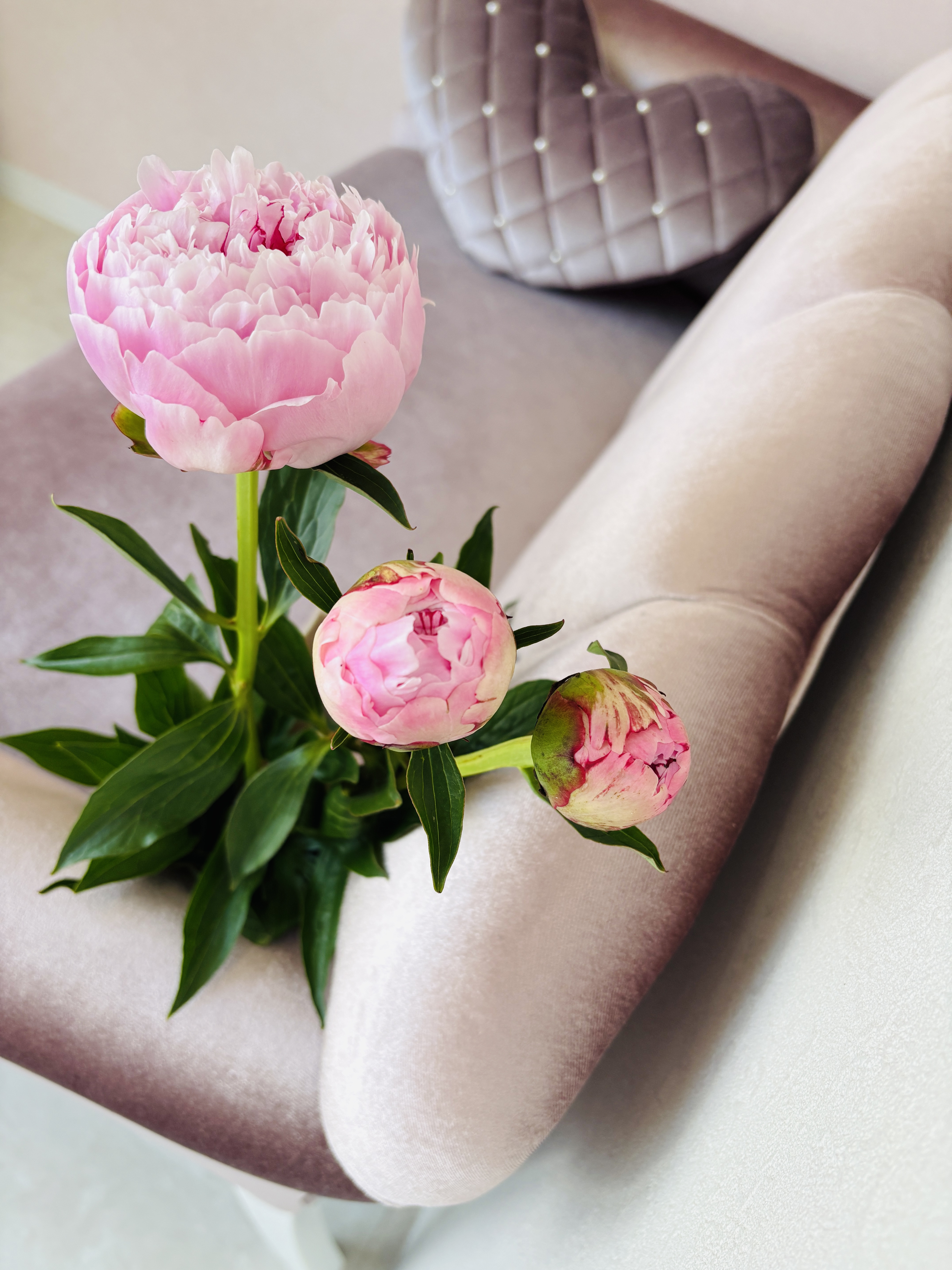 ピンクの芍薬