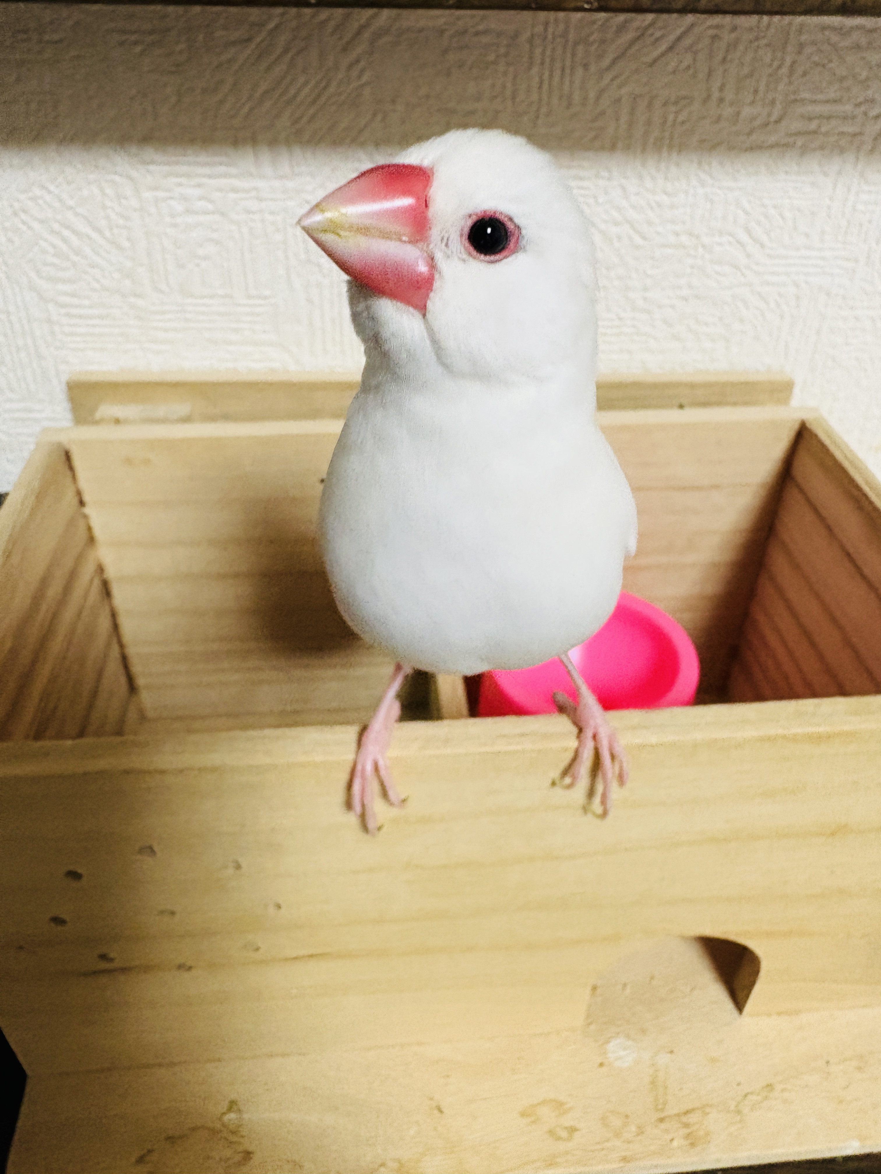 ハクちゃんだよ〜ん