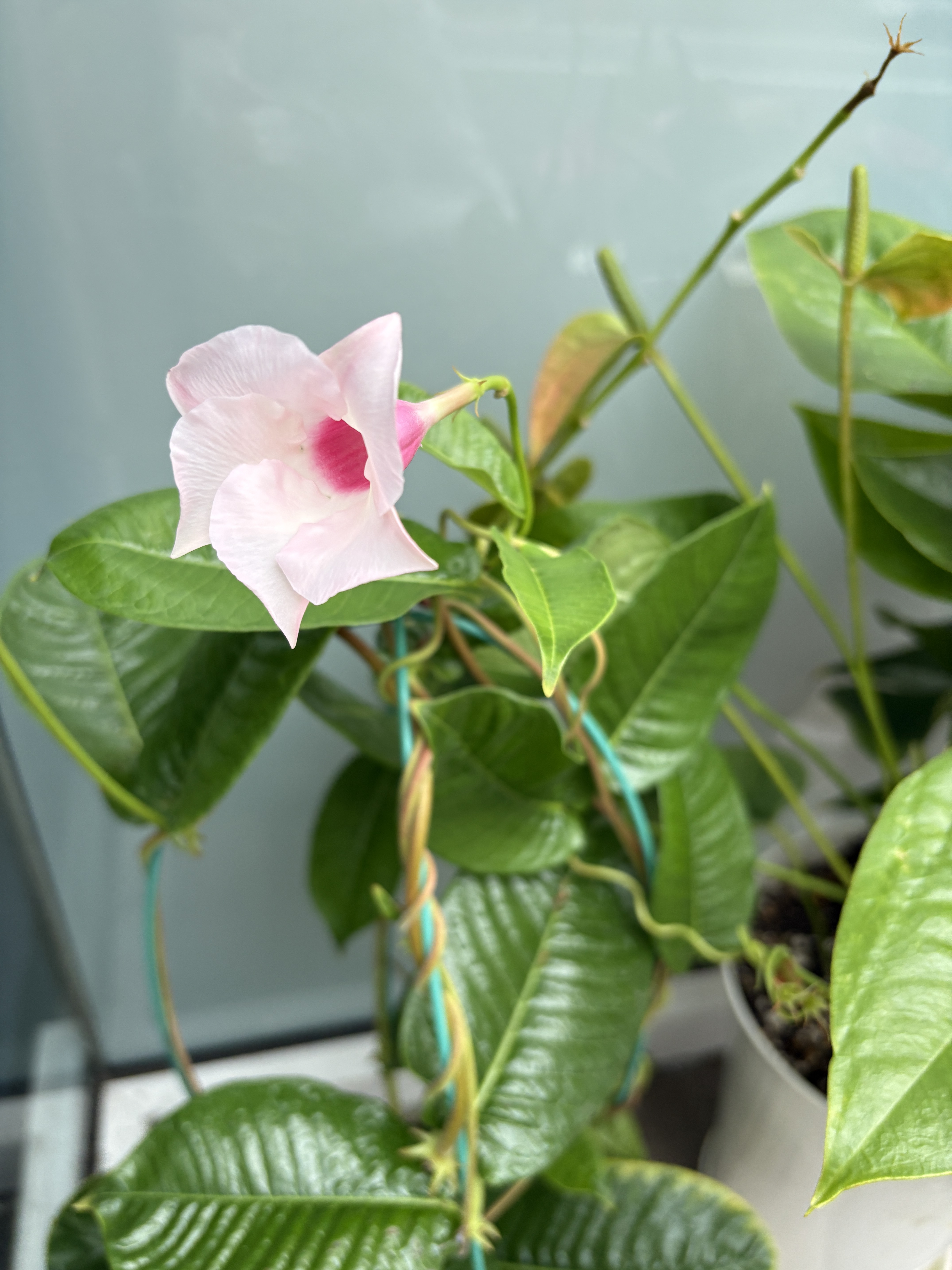 大雨の中に開花