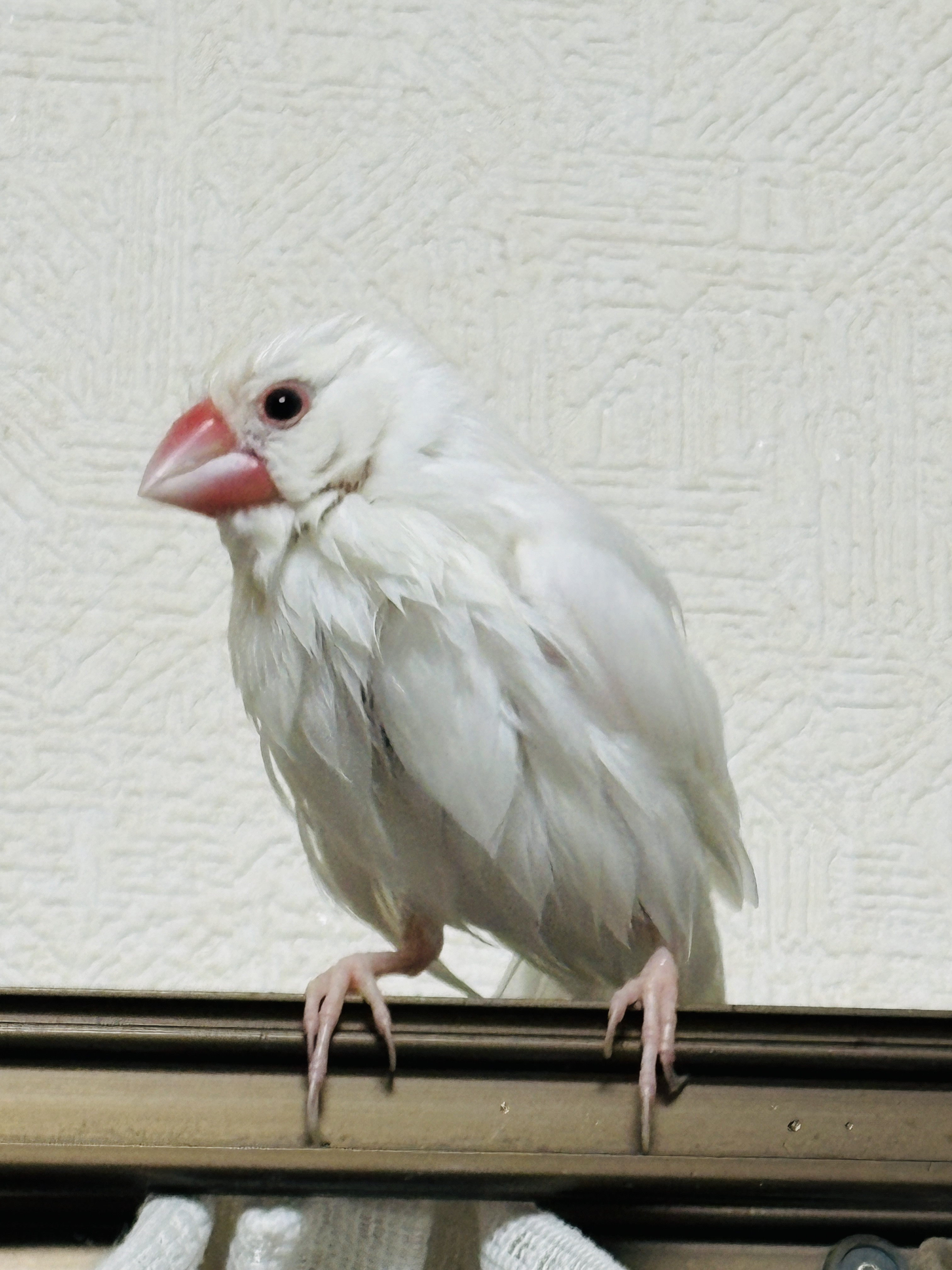 水浴び後のハクちゃん