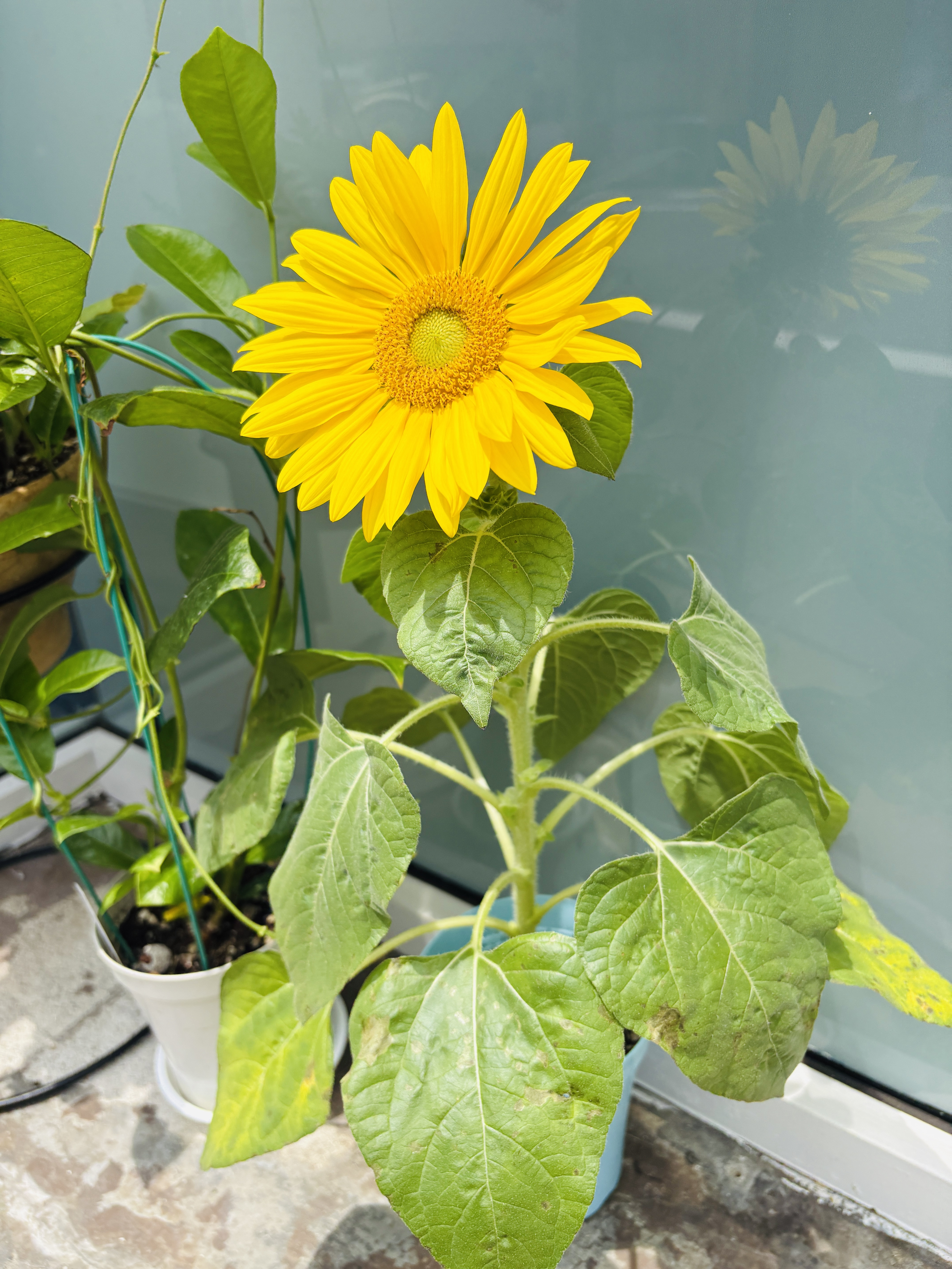 夏といえば向日葵！