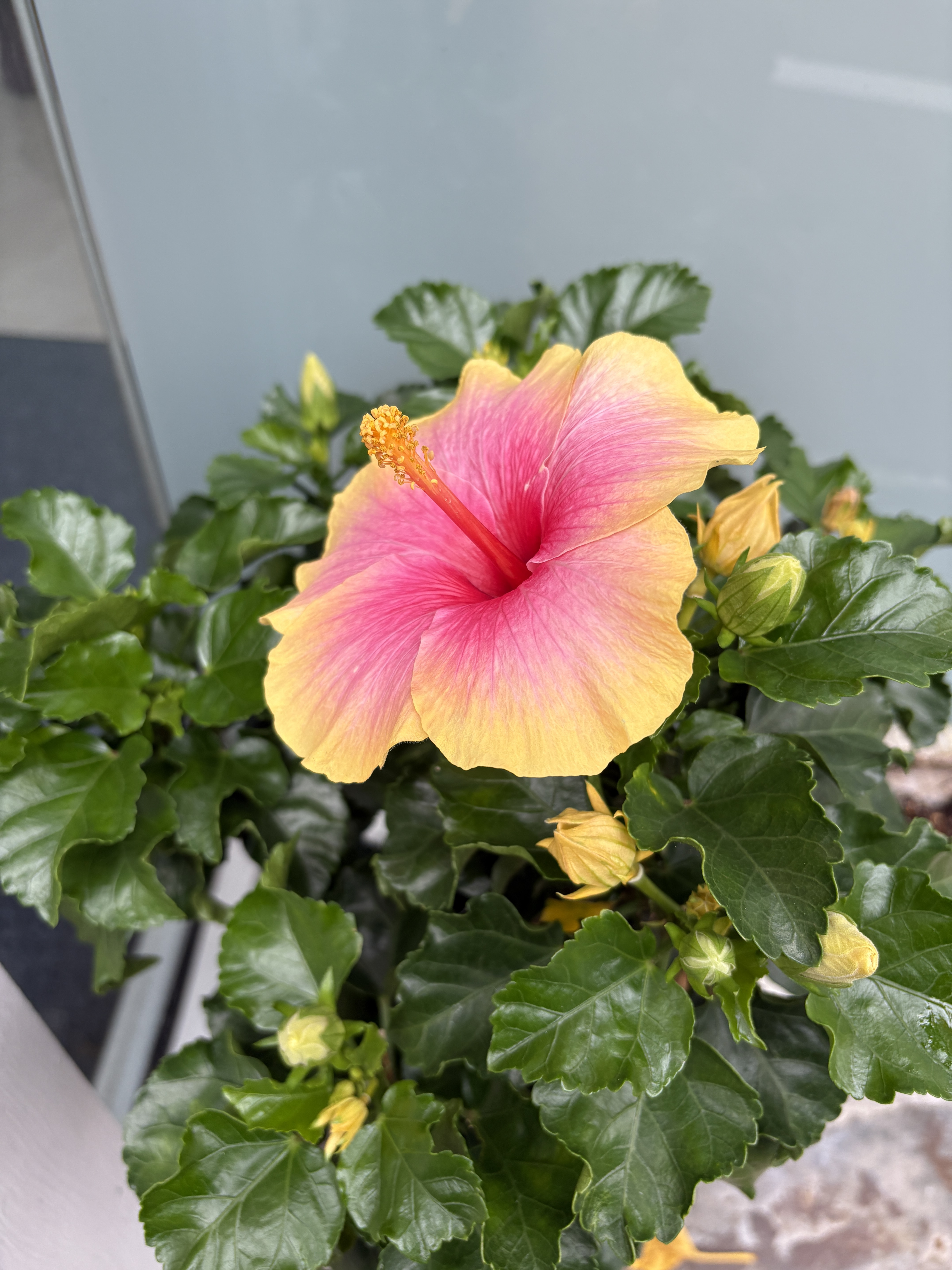 咲いた〜🌺
