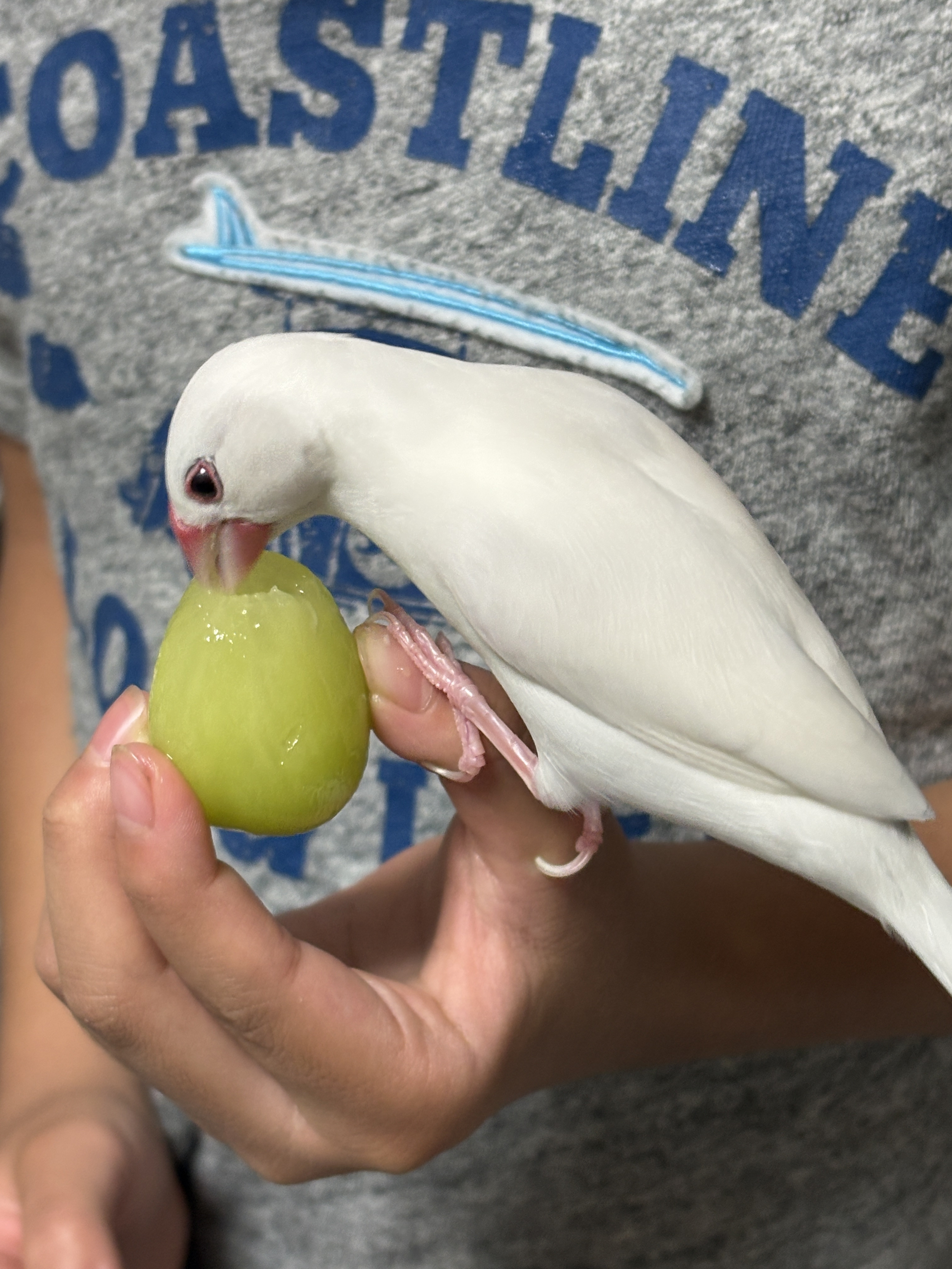 シャインマスカット