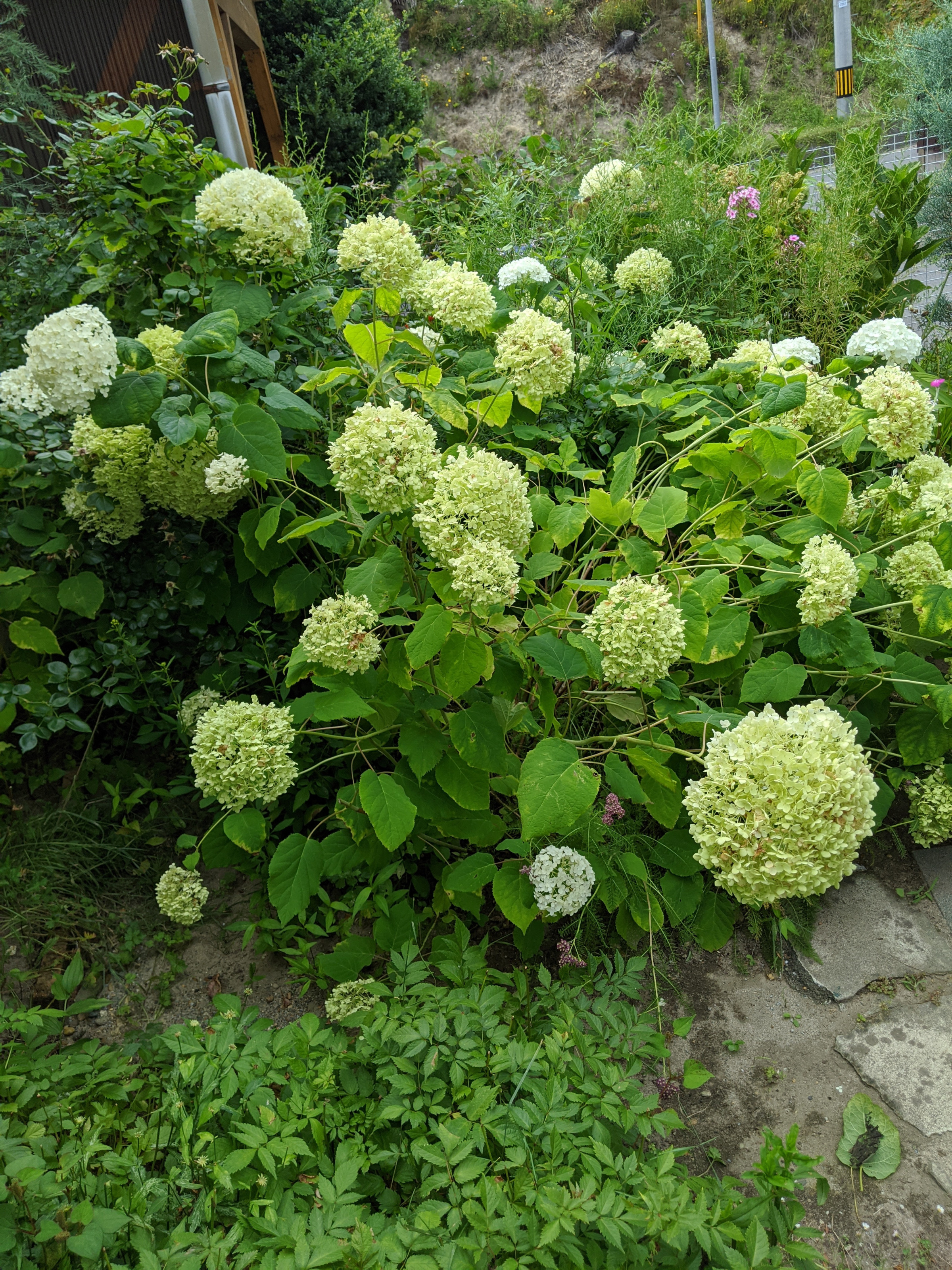 紫陽花アナベルが白から緑に変化しています😊
