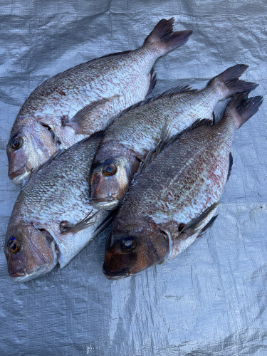 1匹15秒でうろこ取れます