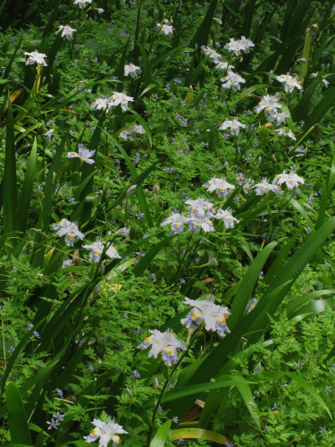 隣接した寧の花たち