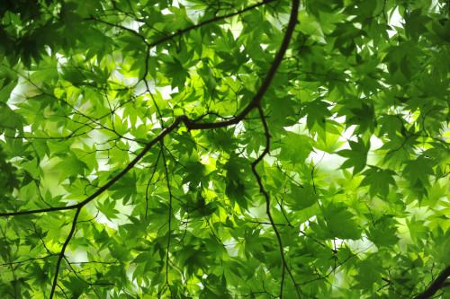 隣接した寧の緑