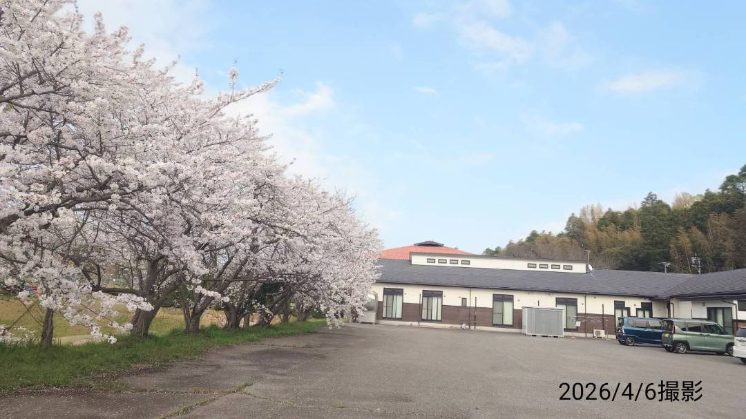 春には施設の周りの桜が綺麗です。施設内からもご覧いただけます。