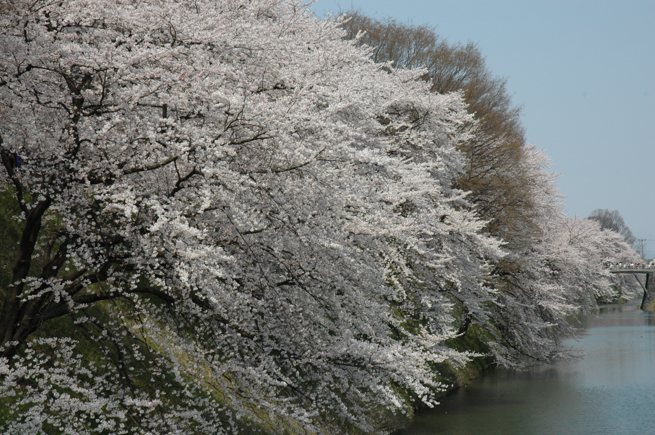 新年度もよろしくお願い申し上げます🌸