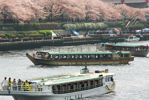 屋形船桜.jpg
