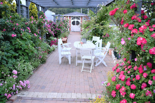 雄勝ローズ.jpg