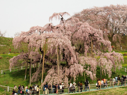 滝桜.JPG