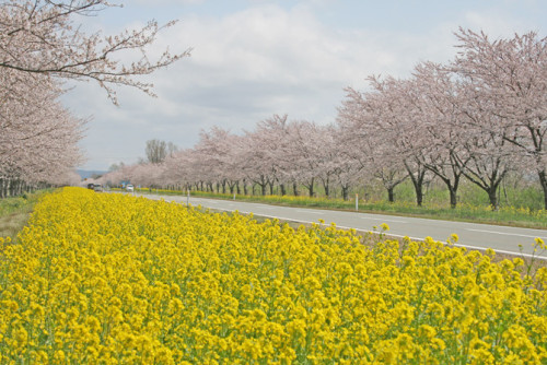 菜の花ロード.jpg