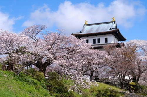 松前城の桜.jpg