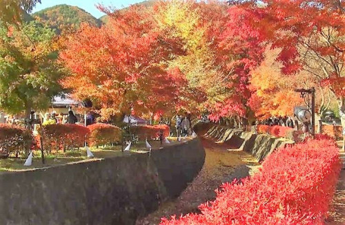 河口湖もみじ回廊.jpg