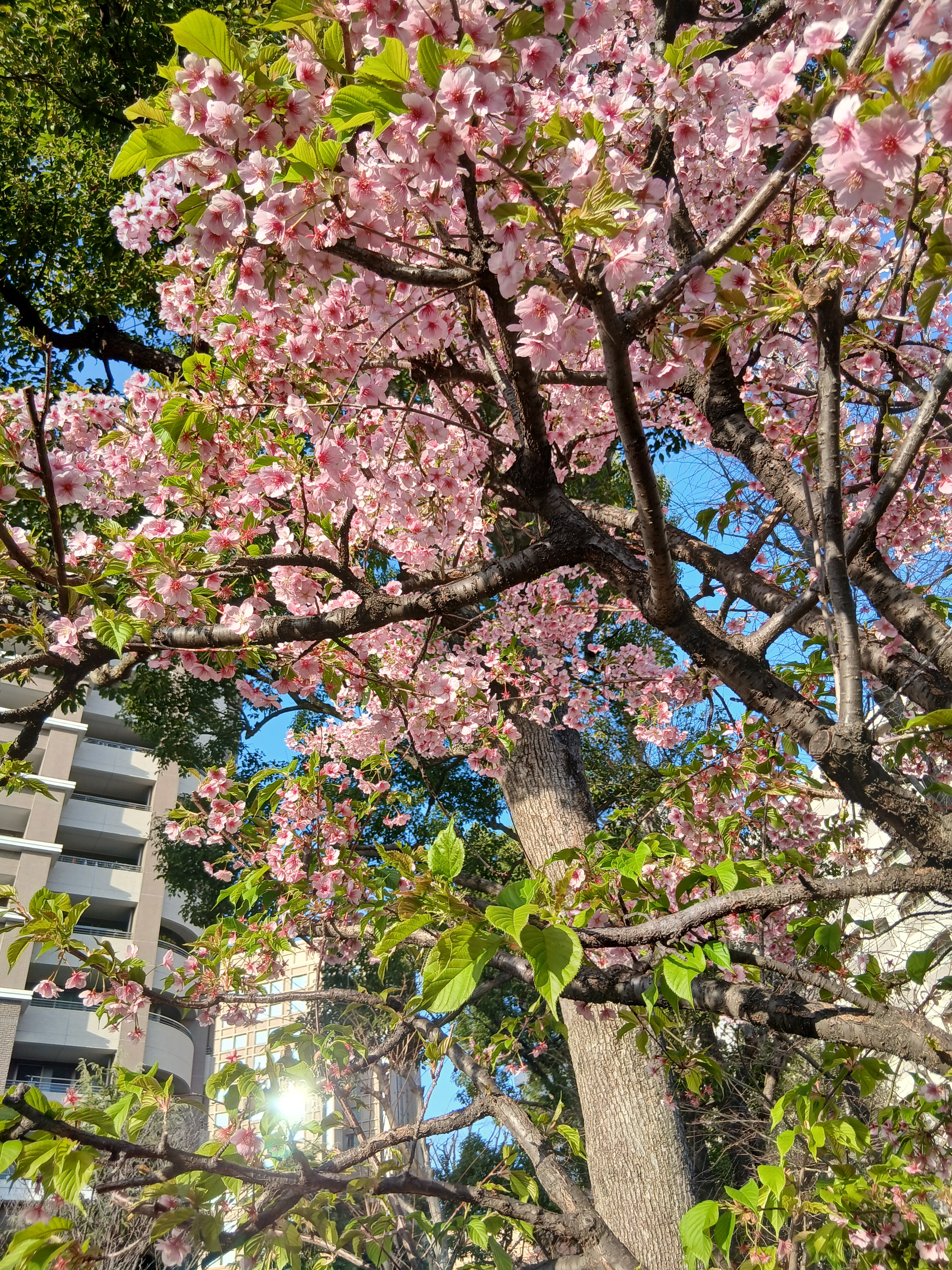 新学年を最高のスタートで！春期講習のご案内