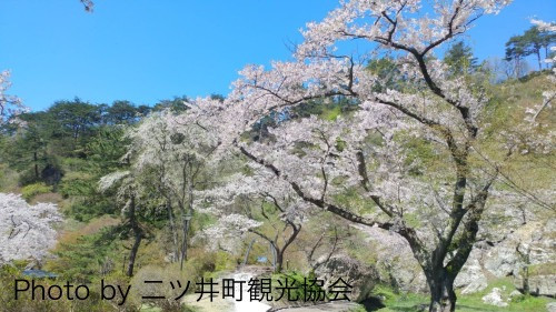 【きみまち阪　桜まつり　うまいもの大集合 in 二ツ井】