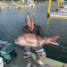 IMG_1741.jpeg